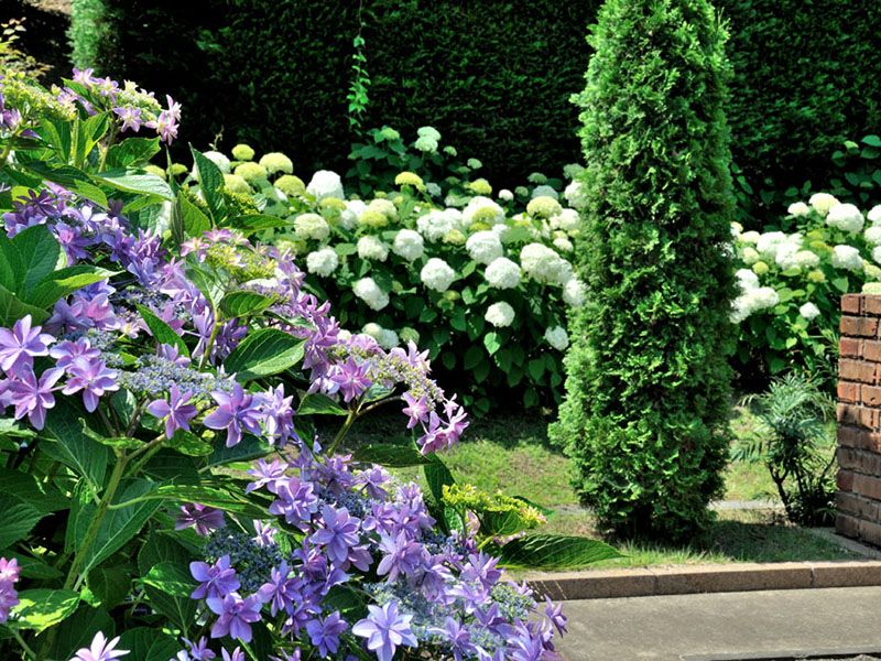 園内のアジサイとアナベル