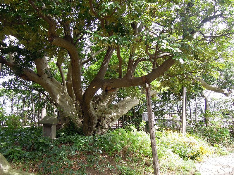 混成樹（藤沢市教育委員会指定天然記念物）