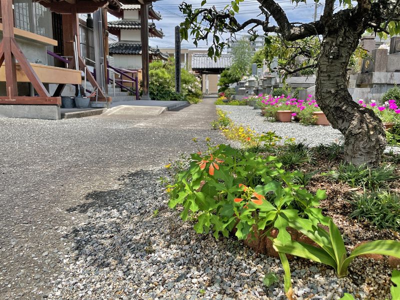 見松寺 のうこつぼ