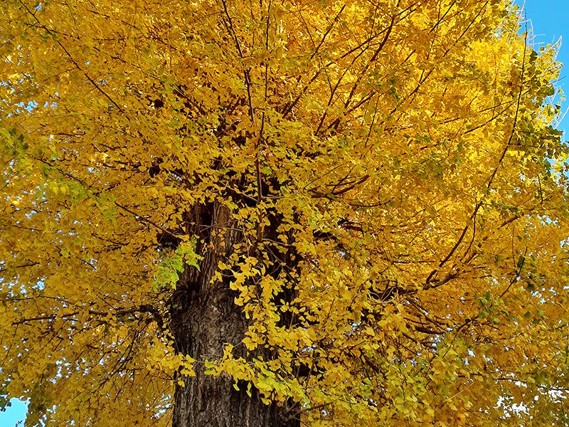 メモリーガーデンあじさいの杜霊園
