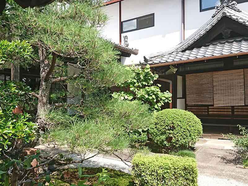 専徳寺本堂と松の木