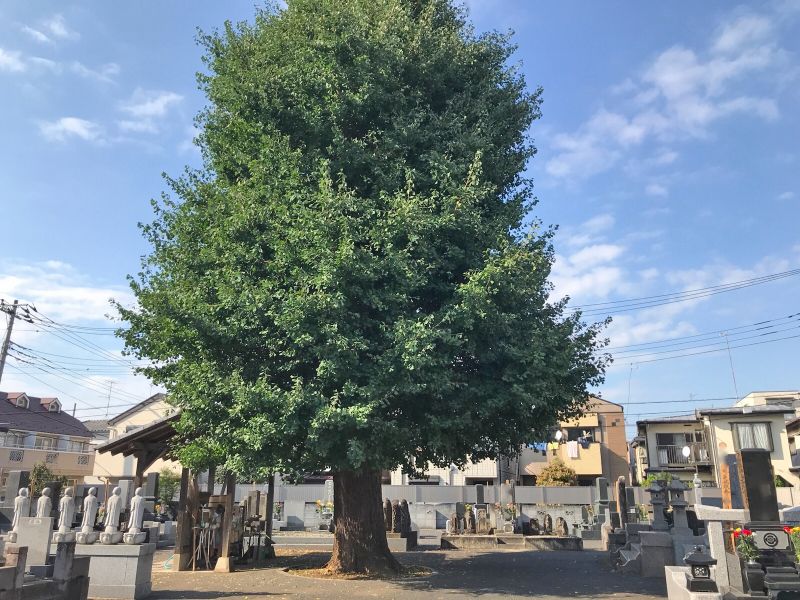 長覚院 堂山墓地