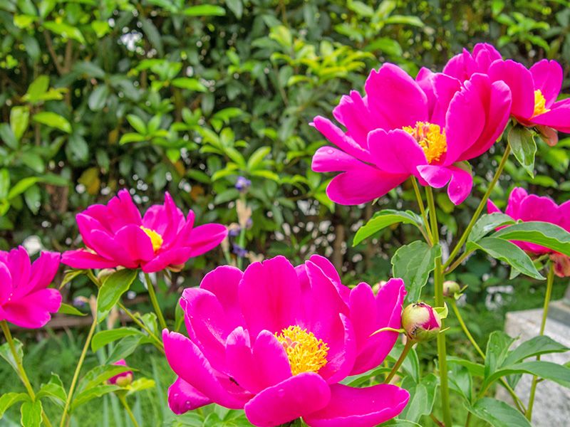 鮮やかな牡丹の花