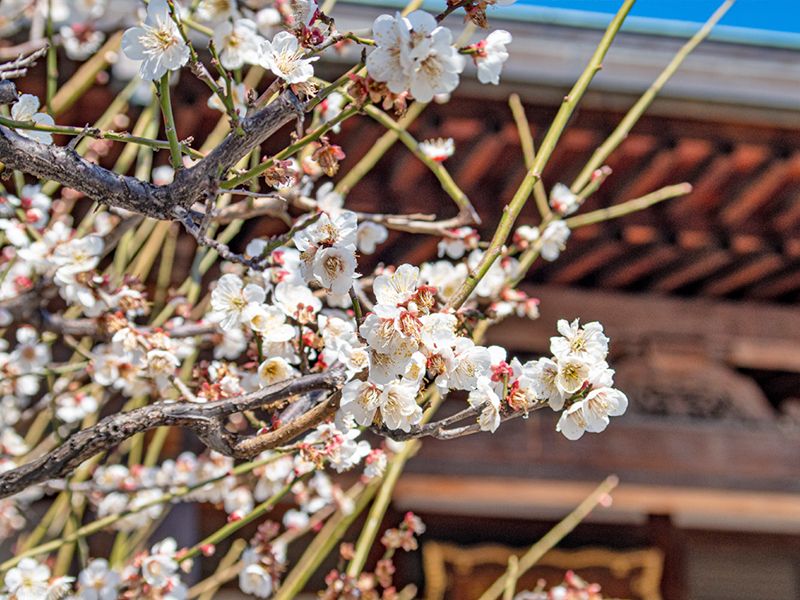 梅の花の接写