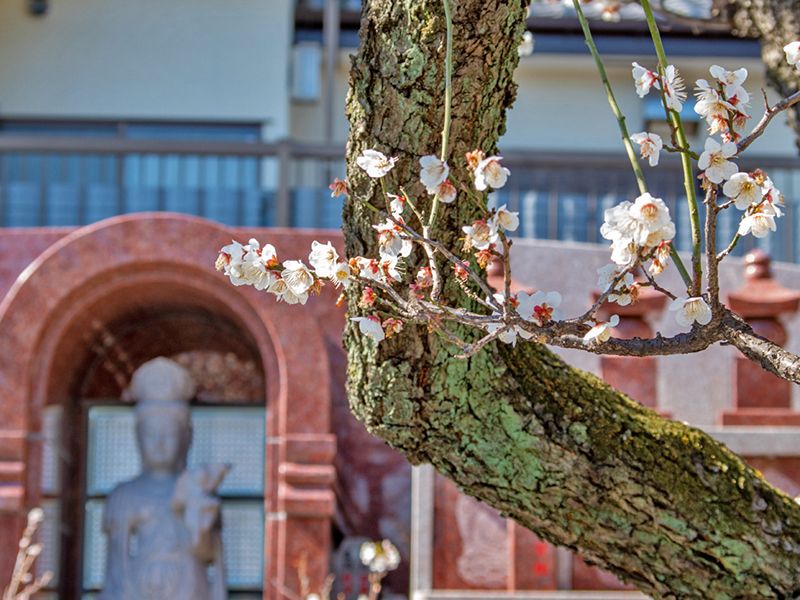 大信寺墓苑 永代供養墓・樹木葬