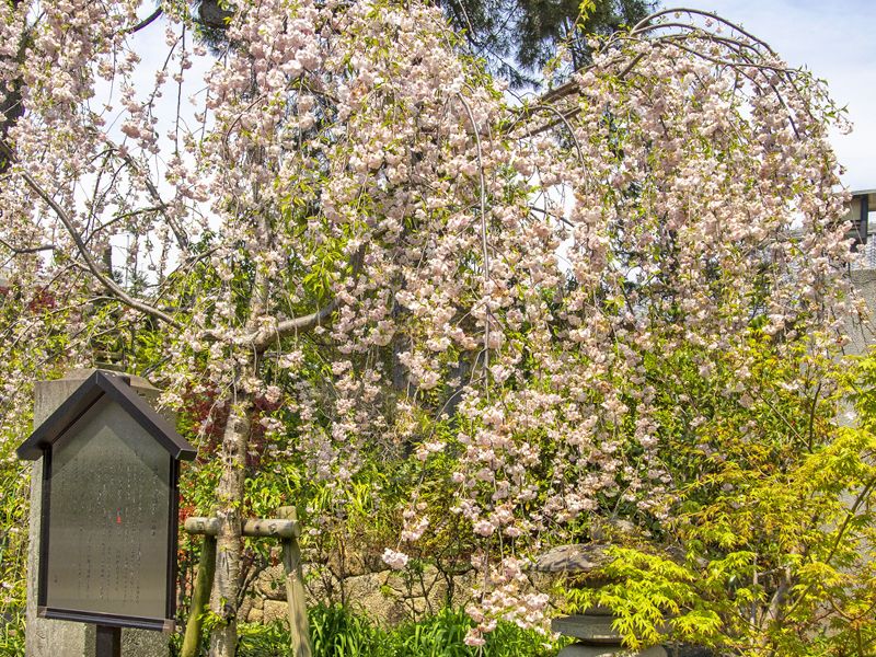 高應寺墓苑 永代供養墓・樹木葬