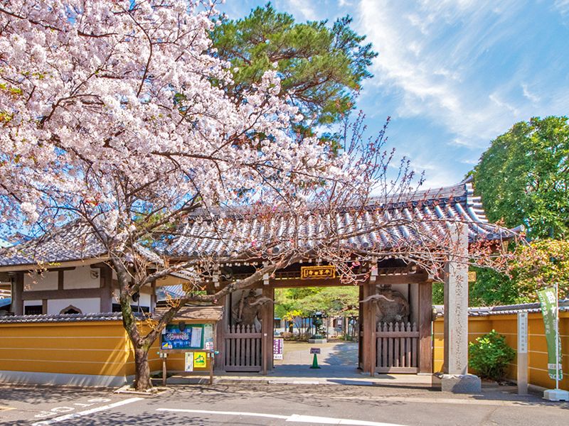 桜が咲く寺院門