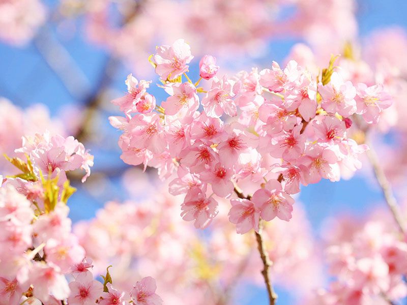榮春寺（栄春寺）