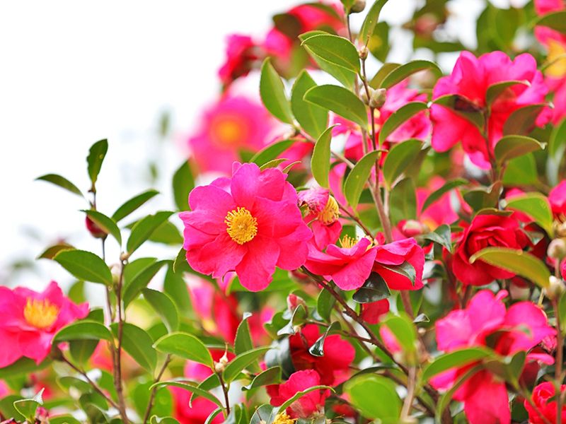 榮春寺（栄春寺）