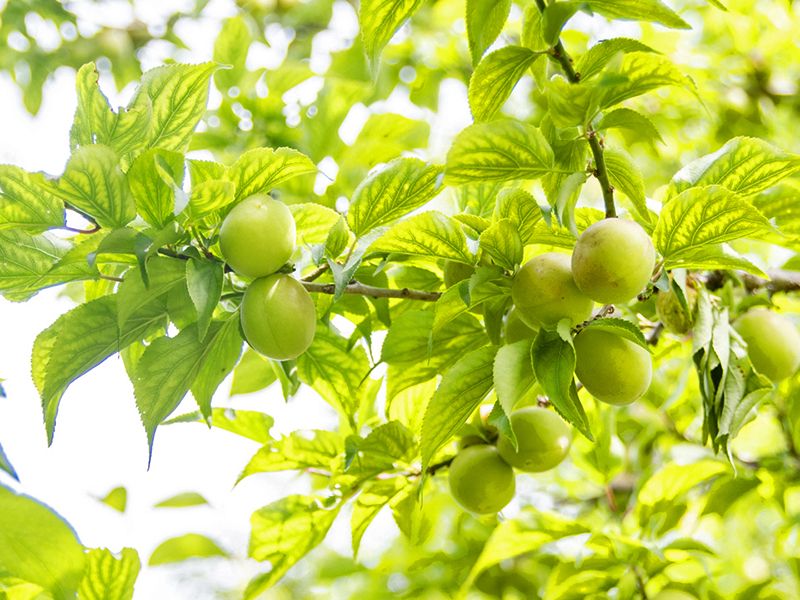 玉泉寺 永代供養墓・樹木葬