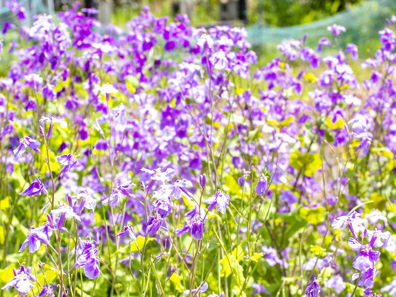 玉泉寺 永代供養墓・樹木葬
