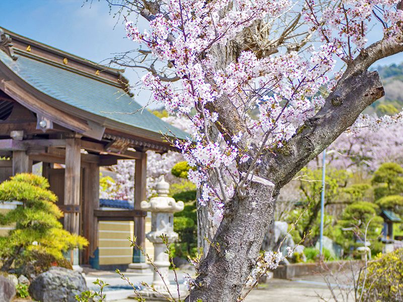 玉泉寺 永代供養墓・樹木葬