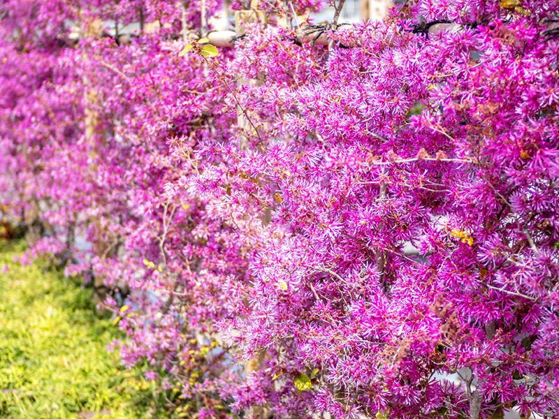 玉泉寺 永代供養墓・樹木葬