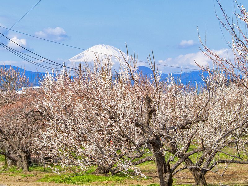 玉泉寺 永代供養墓・樹木葬