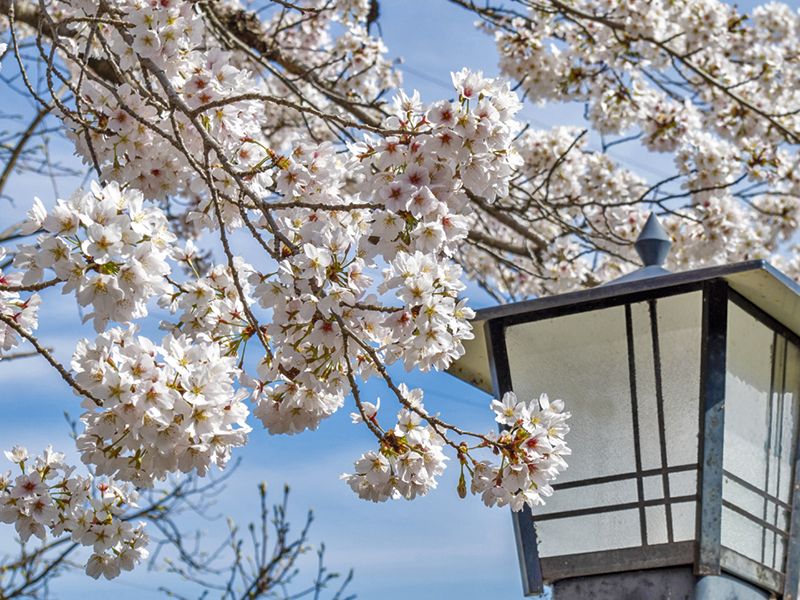 桜と灯籠