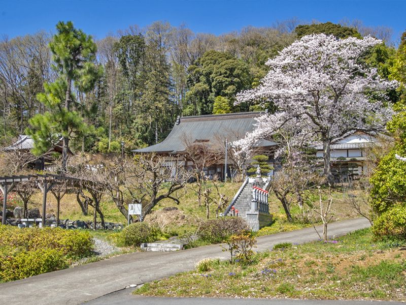 桜の咲く庭園
