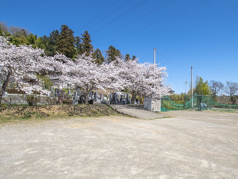 桜並木の広場