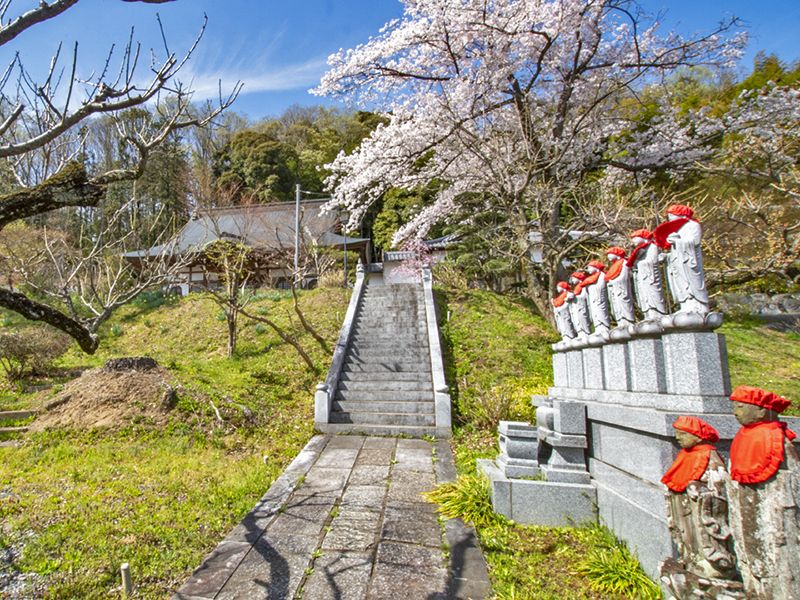 桜と石段の参道