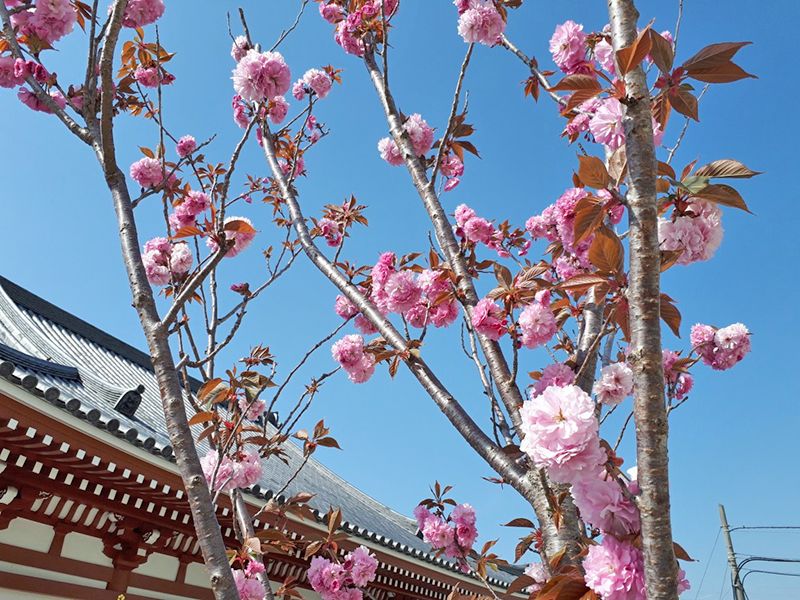 富光寺墓地
