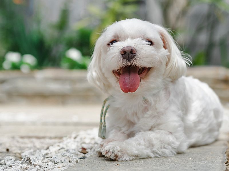 ペットも一緒に入れます