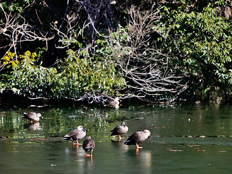 前橋市嶺公園墓地