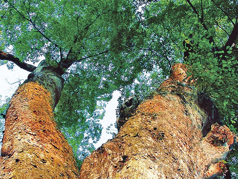 天祐山 仁叟寺 永代供養墓・樹木葬