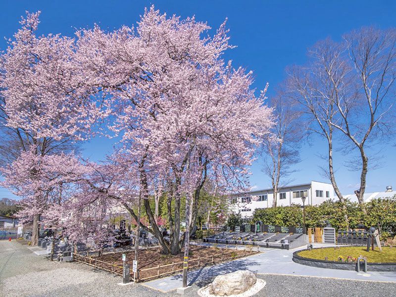 桜の咲く境内