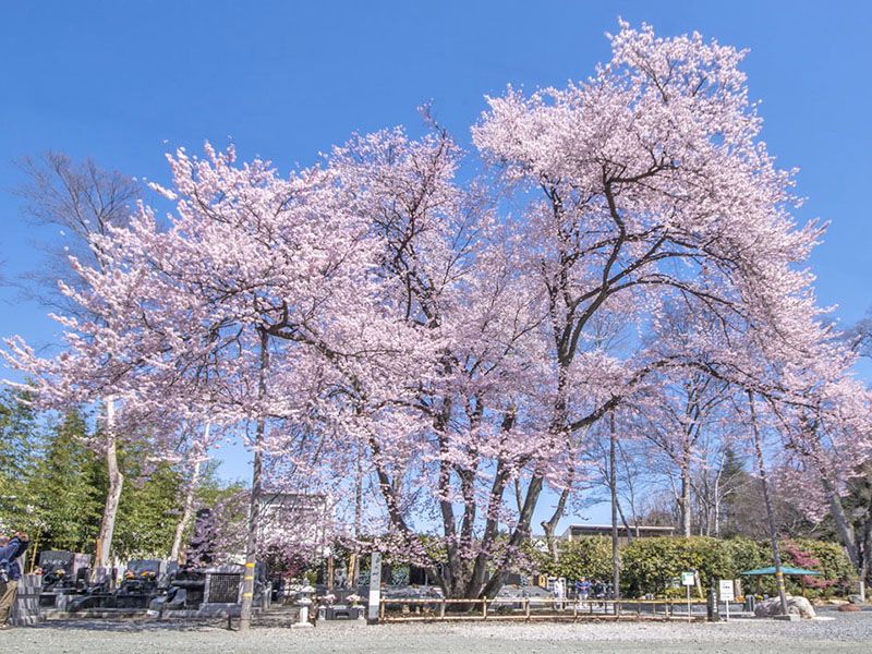 天祐山 仁叟寺 永代供養墓・樹木葬
