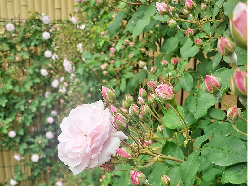 神楽坂 あかぎガーデン
