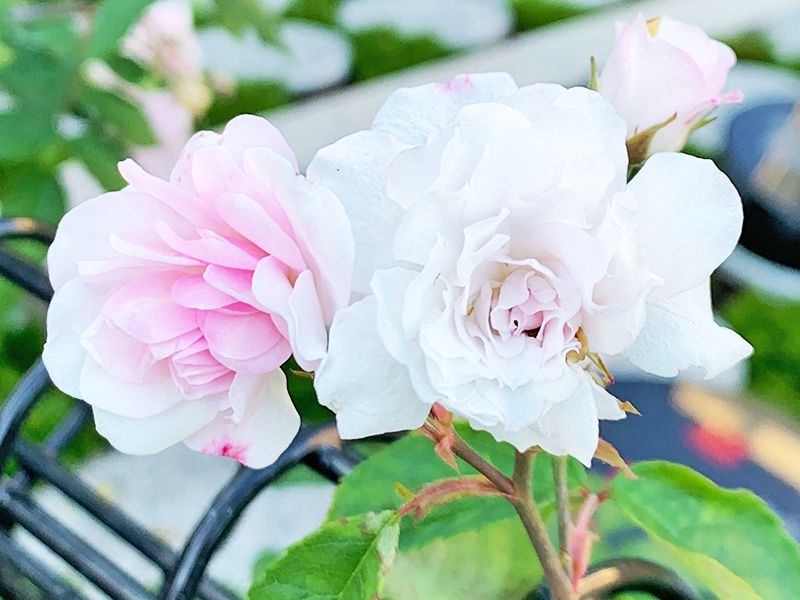 神楽坂 あかぎガーデン