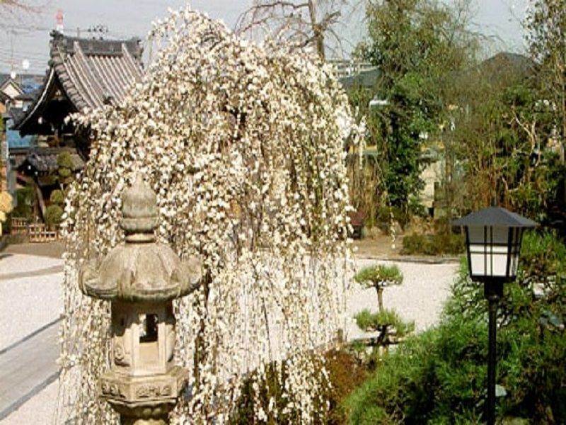 本長寺　しだれ梅