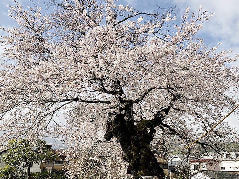 ロイヤル小田原樹木葬墓地