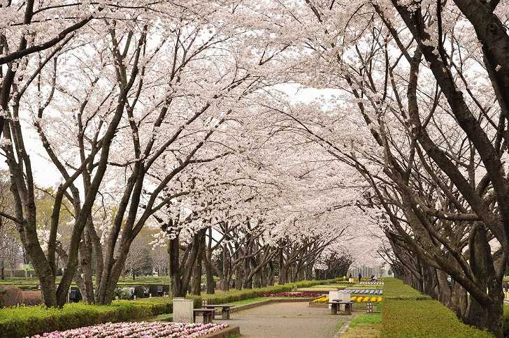 さいたま市営霊園 思い出の里　桜いっぱいの公園墓地