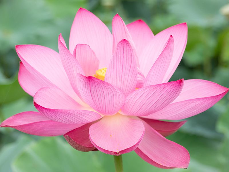 高崎霊園 大乗寺