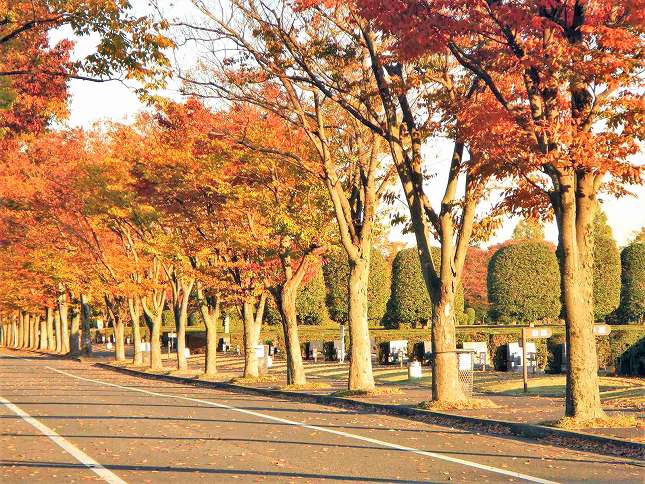 さいたま市営霊園 思い出の里　公園のような墓所風景