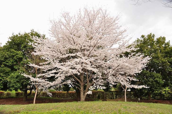 さいたま市営霊園 思い出の里　大きな桜の木が目を引く園内