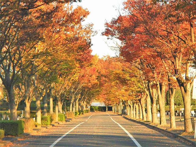 さいたま市営霊園 思い出の里　夕日に映える紅葉