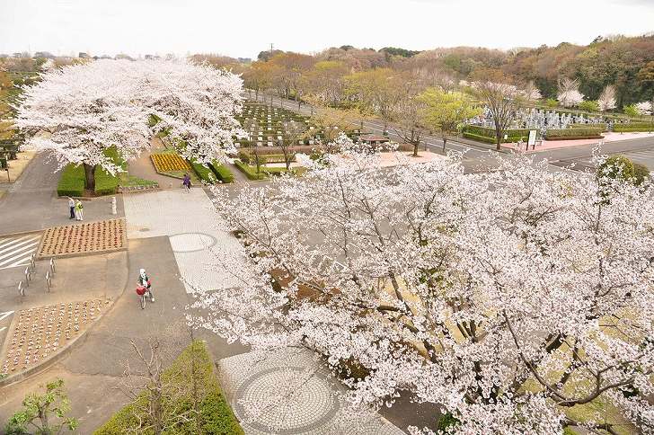 さいたま市営霊園 思い出の里　桜が美しい園内