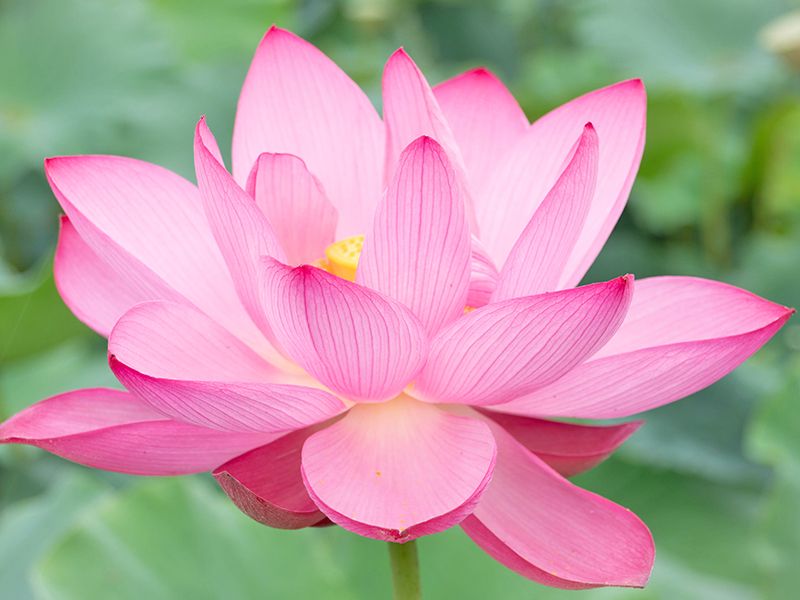 世田谷霊園 大吉寺