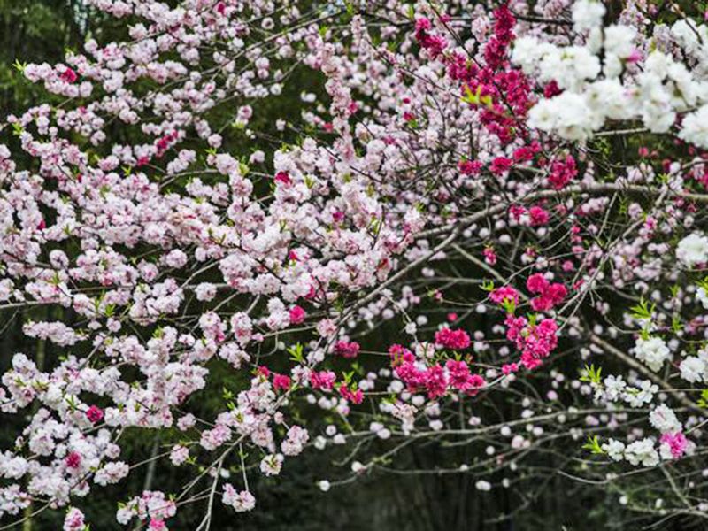 大興寺樹木葬墓地「翆光苑」