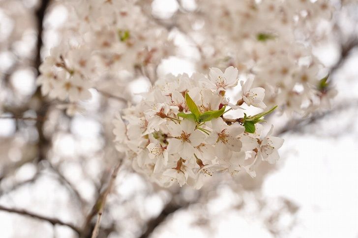 さいたま市営霊園 思い出の里　多くの桜の木がある園内
