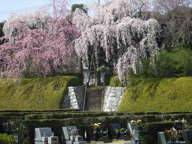 さいたま市営霊園 思い出の里　園内のしだれ桜