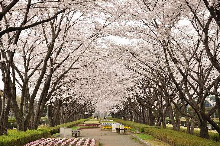 さいたま市営霊園 思い出の里　歩くのが楽しみな桜並木