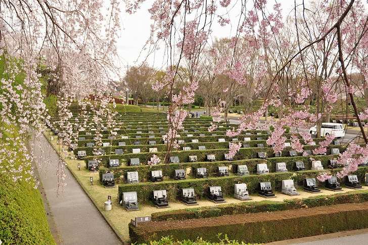 さいたま市営霊園 思い出の里　桜が咲きほこる墓域