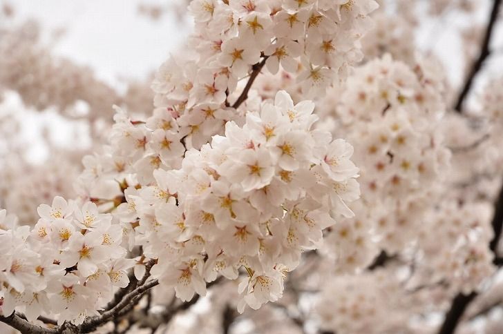 さいたま市営霊園 思い出の里　春には桜が満開