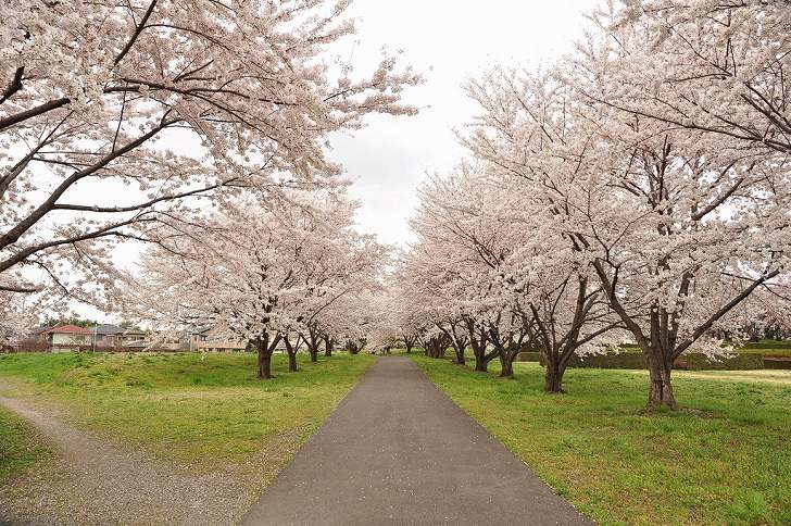 さいたま市営霊園 思い出の里　桜に囲まれた遊歩道