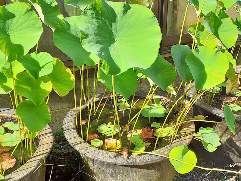 やすらぎ墓苑 「やすらぎ自然葬墓」