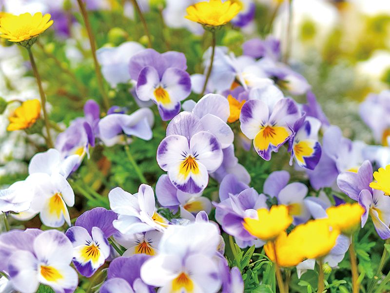 宗参寺 樹木葬 結いの桜・優美の舞・蓮香