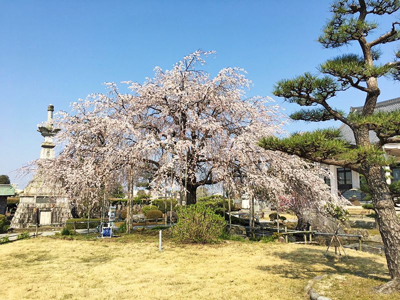 正眼寺 三ツ渕霊苑