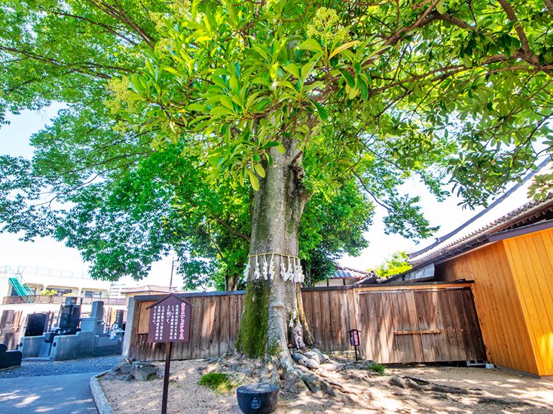 観音院 永代供養墓・樹木葬